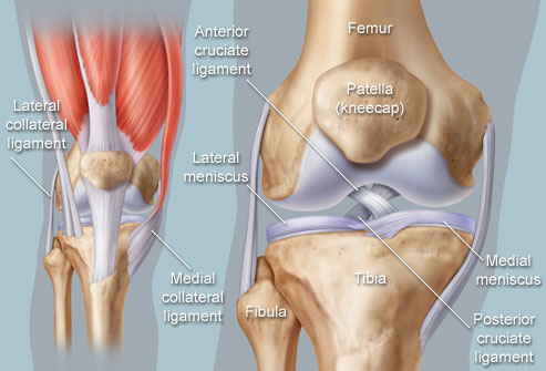 OhioDance | Knee Anatomy